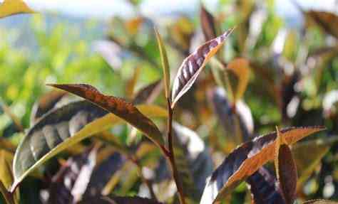 紫芽苞的成分、种类及其在普洱茶中的角色：探究其真正的属于与功效