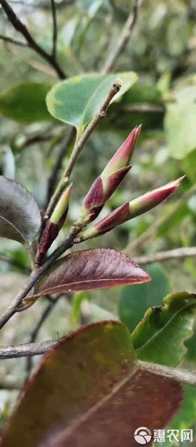 紫芽苞茶古树白芽孢茶普洱茶