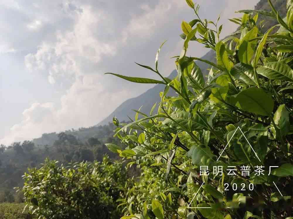 南糯山原生态古树普洱茶：云南传统茶品的之旅