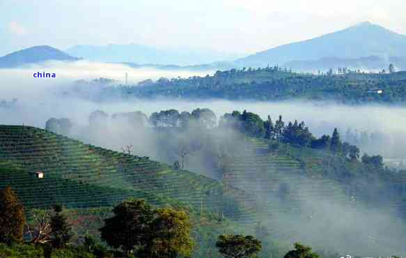 普洱古树茶山之旅：探索云南茶叶文化与自然美景的完美结合