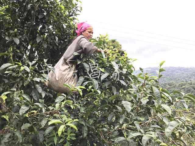 勐海布朗山乡混采普洱茶生茶：品质、产地、制作工艺及口感全方位解析