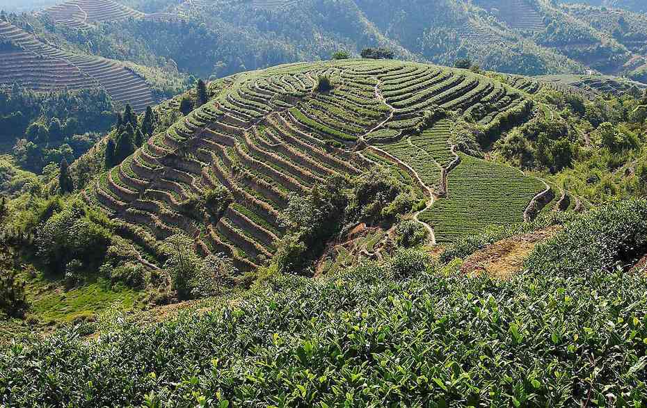 海普洱茶：地理海拔与山头风味的完美融合