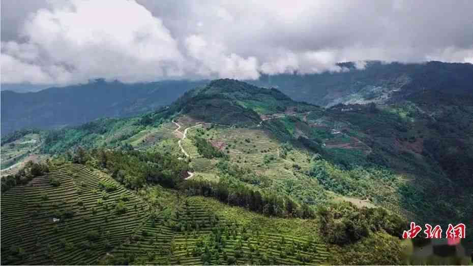 探索仙神岭普洱茶的魅力与产地文化