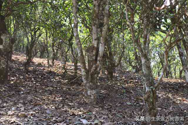 仙神岭普洱茶产地详解：地理环境、品种特点及采摘技巧全方位解析