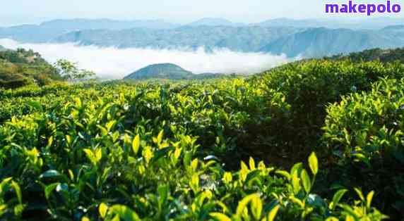 仙神岭普洱茶产地详解：地理环境、品种特点及采摘技巧全方位解析