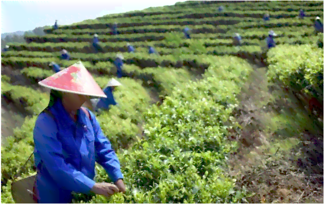 仙神岭普洱茶产地详解：地理环境、品种特点及采摘技巧全方位解析