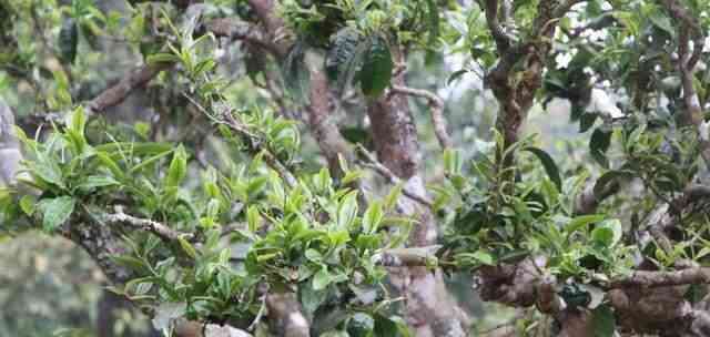 普洱茶的树种来源及其特点：深入了解普洱茶的植物学基础