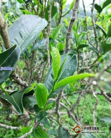 普洱茶属于茶树吗