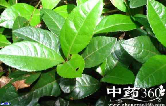 矮子茶副作用与禁忌：全面了解矮子茶可能带来的危害