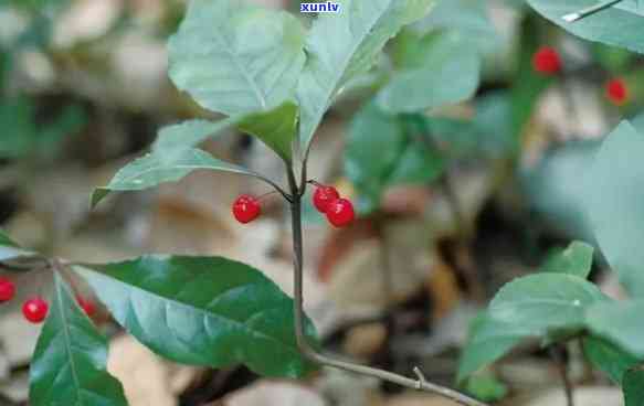 矮子茶副作用与禁忌：全面了解矮子茶可能带来的危害