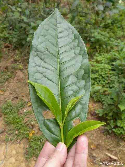 普洱茶是大叶种还是小叶种的