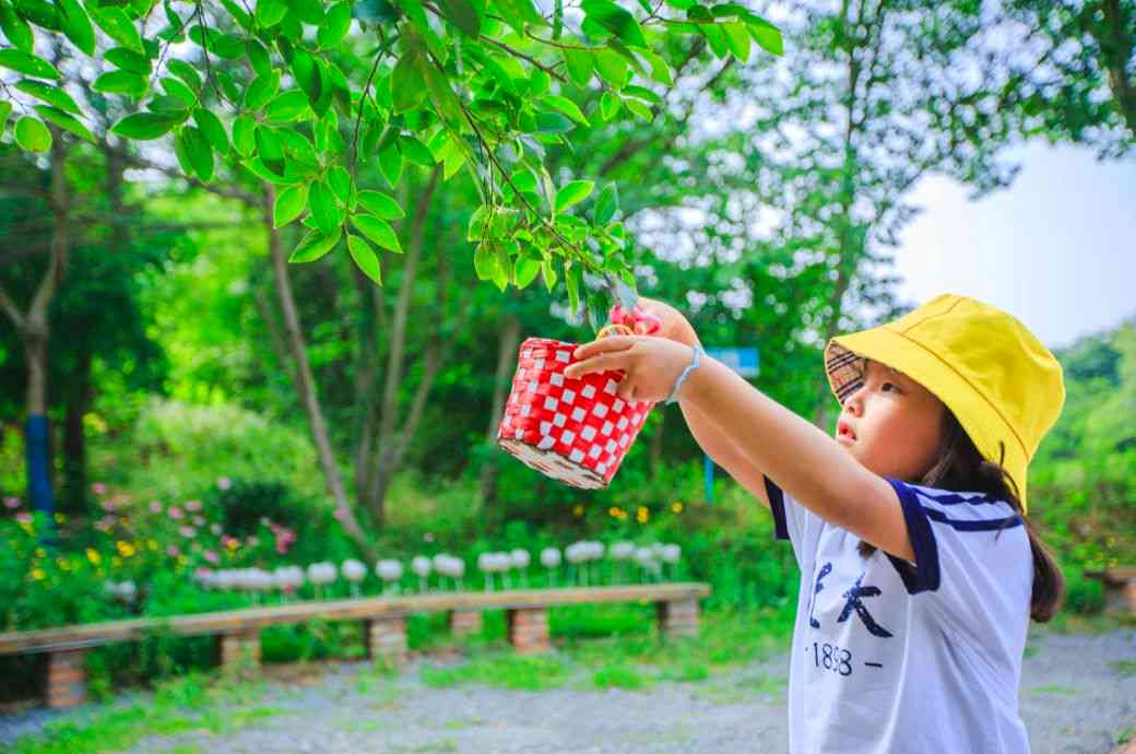 菱角的性价比：一斤的价格与品质对比分析