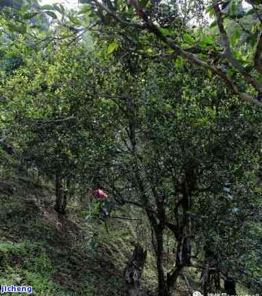 揭秘：大山普洱茶中，哪个山头的茶更具有收藏价值？