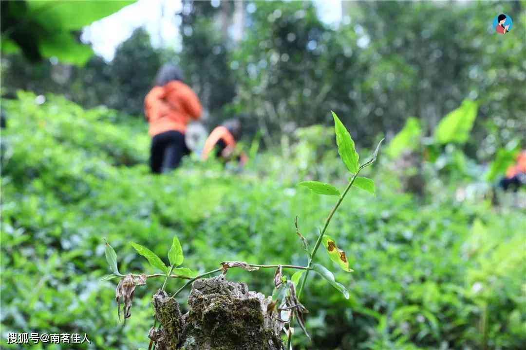 揭秘：大山普洱茶中，哪个山头的茶更具有收藏价值？