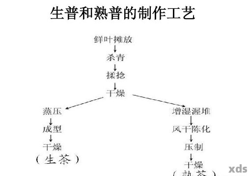 熟普洱茶：制作工艺、发酵程度与适宜饮用人群的全面解析