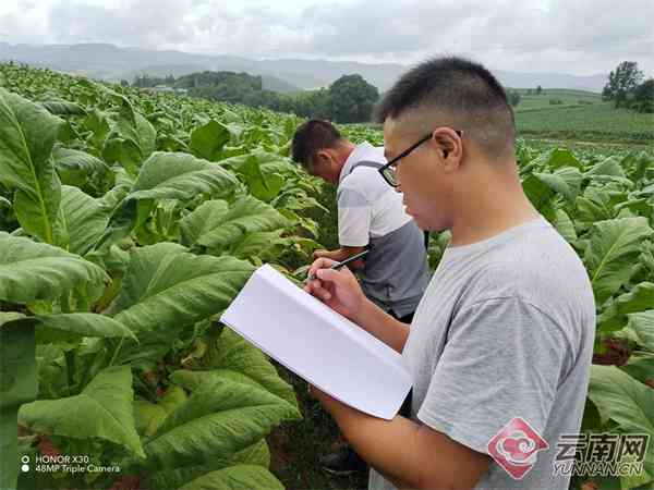 景谷普洱茶苦底重