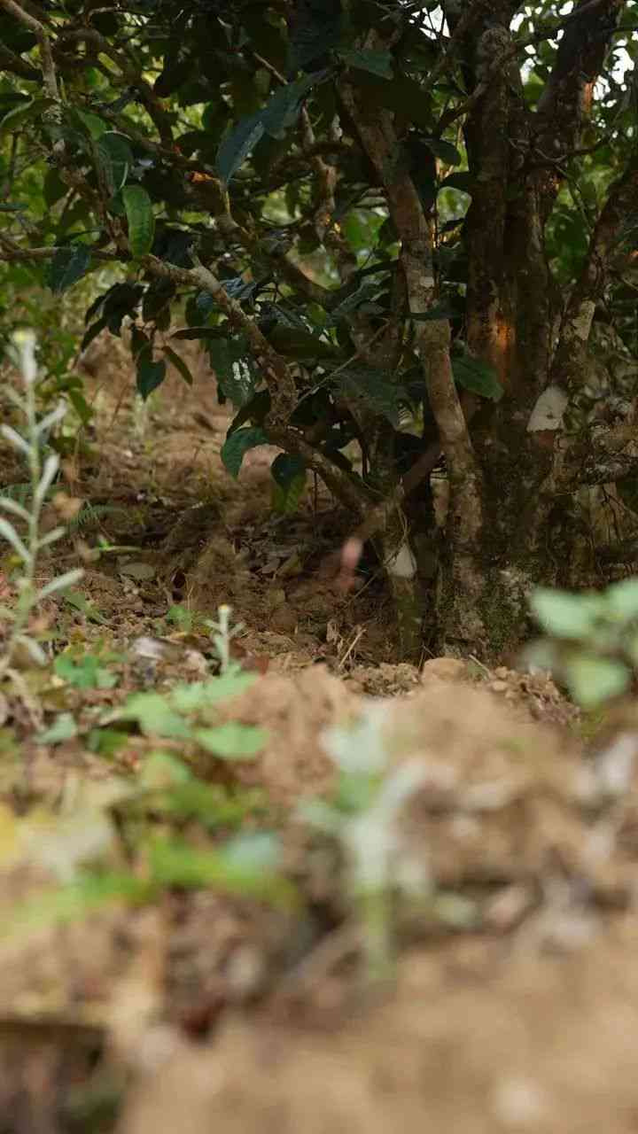 普洱茶冰岛五寨：哪五寨？价格与熟茶、生茶对比