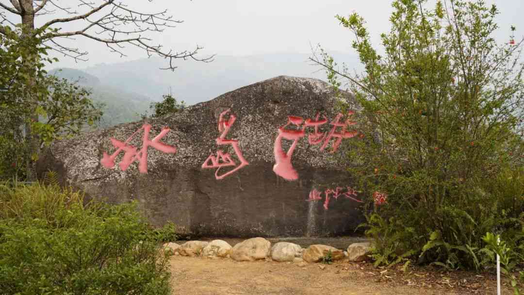 普洱茶冰岛五寨：哪五寨？价格与熟茶、生茶对比