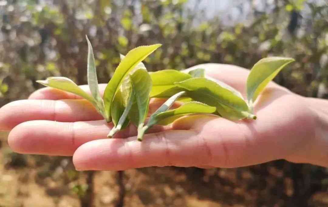 家坡茶价格：普洱熟茶，玉绿茶，云县茶厂。