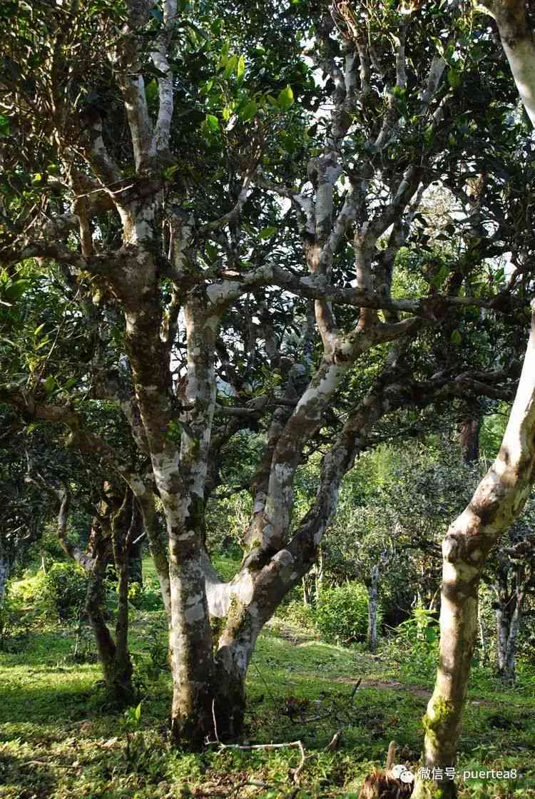 普洱茶台地茶与古树茶的区别及特点，普洱茶台地茶能否饮用？