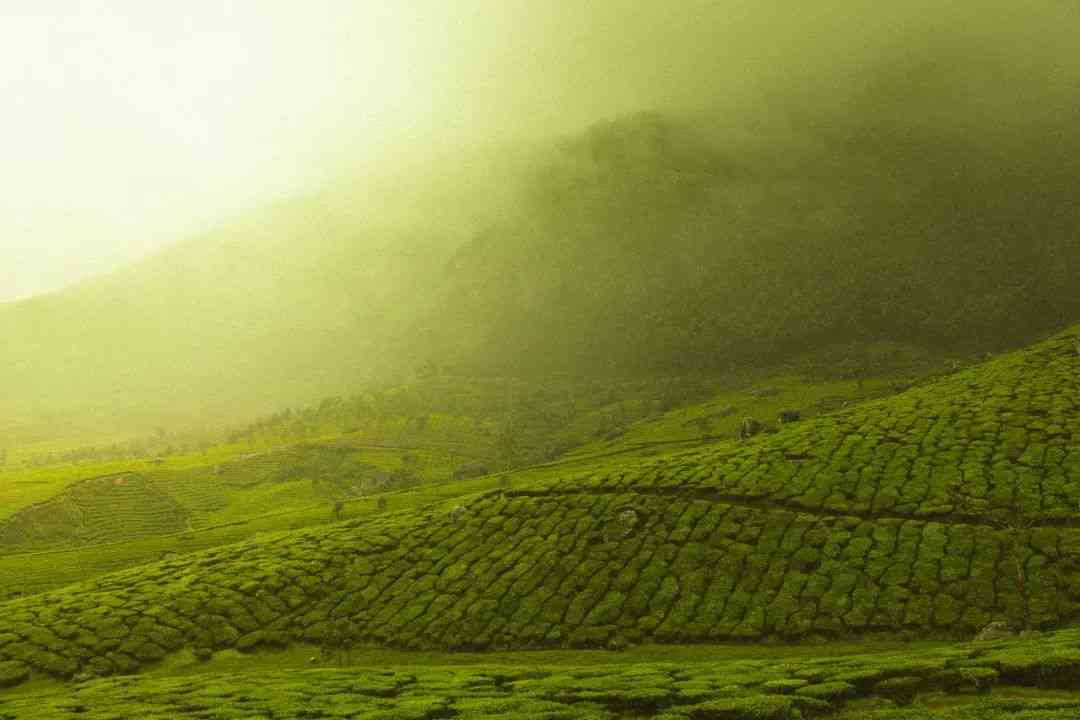 芽庄地区精选茶叶：品味越南绿茶的独特魅力