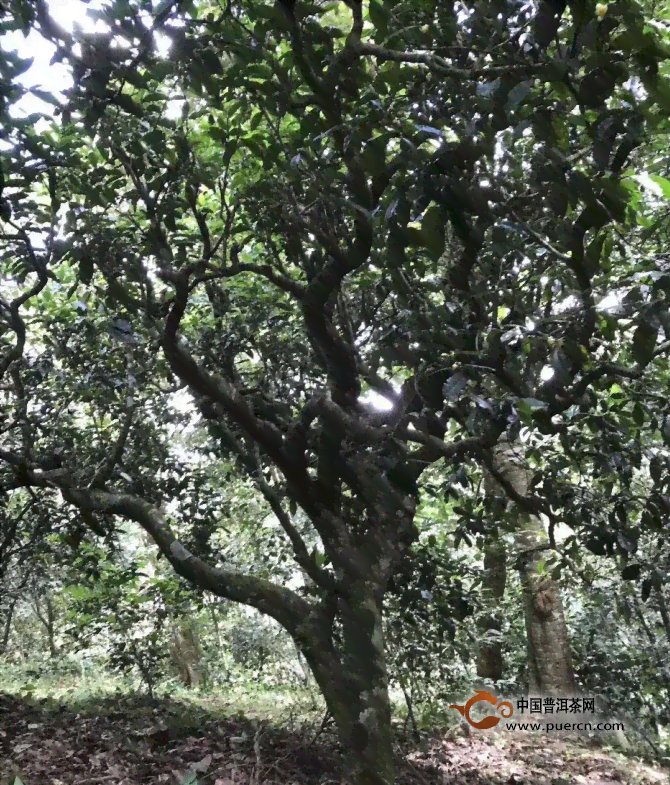 普洱茶的易武正山特点与魅力：品味古树韵味，感受大地气息