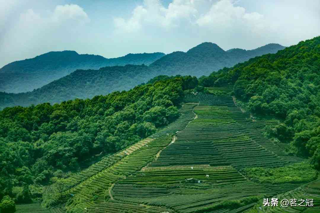 十年大益普洱茶之旅：从品种到品质，探索最全面的品鉴与购买指南