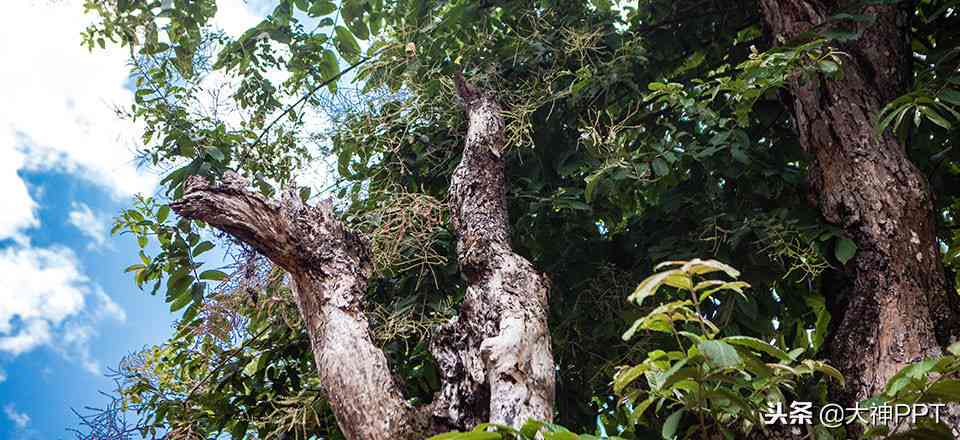 古树红茶与普洱茶：两者关系及区别解析