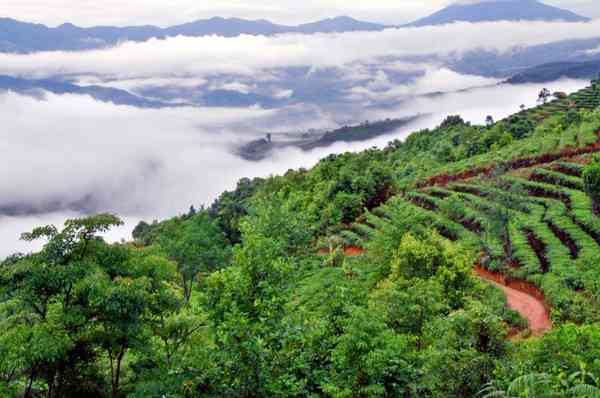 八马大班章普洱茶：云南名山古树的独特韵味与品质之选