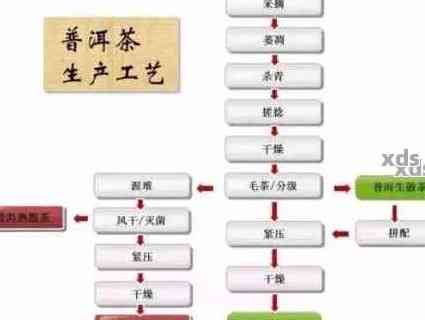 云南普洱茶制作工艺详解：从大益到生茶的完整步骤与流程