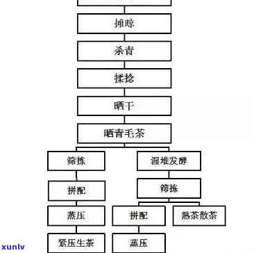 云南普洱茶制作工艺详解：从大益到生茶的完整步骤与流程