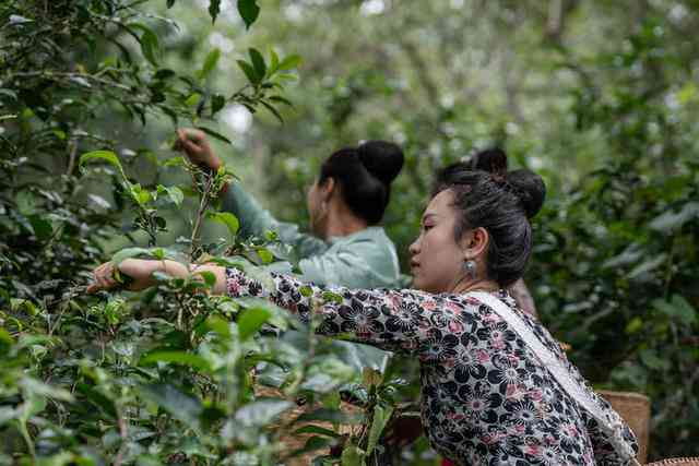 认养一棵树普洱茶多少钱：山林中的生态茶园体验与投资