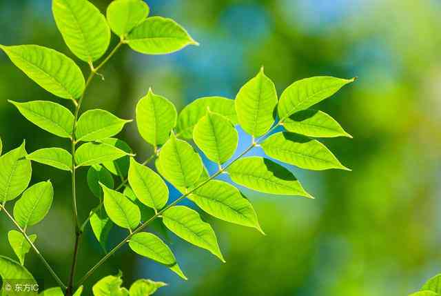 种植一颗心灵茶树：情感陪伴与生命共融