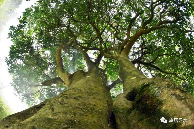 种植一颗心灵茶树：情感陪伴与生命共融