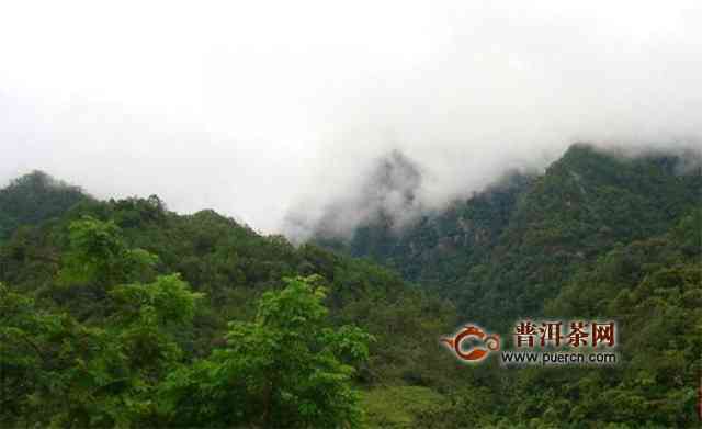 揭秘：普洱茶大雪山封山传闻背后的真相