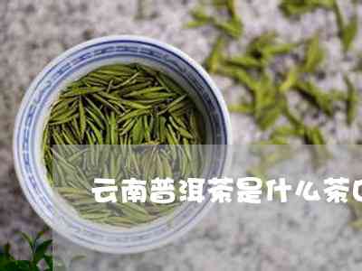 云南普洱茶讲究的是什么茶叶