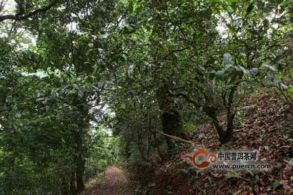 薄荷塘普洱茶口感特点，古树纯料价格与2018年市场行情分析