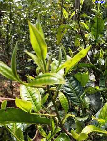 普洱茶薄荷塘：独特风味及产地介绍