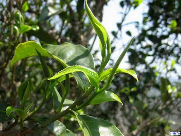 云南大叶种山茶茶品特点及普洱茶功效分析