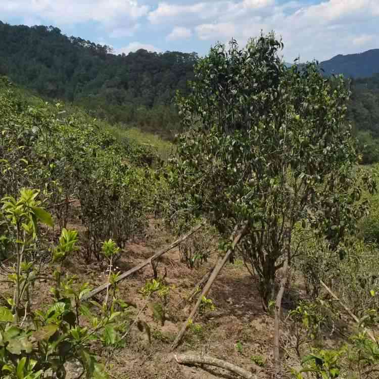 优质古树普洱生茶藤条精选，价格实，批发促销