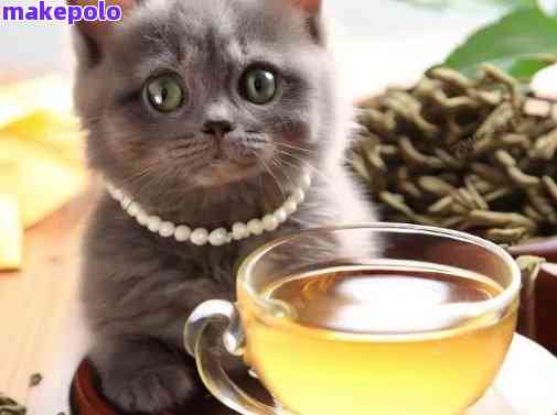 猫喝了普洱茶水后的影响：症状、解决方法和预防措