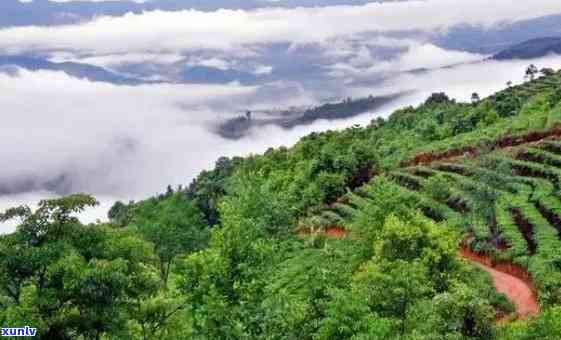 云南普洱茶名山特色口感解析：探究大山与小山的香气差异