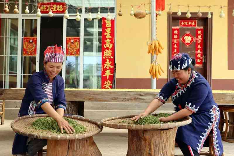 墨江哈尼茶乡的普洱茶之旅：探寻云南太阳茶厂的传奇工艺