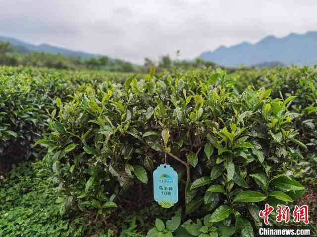 柬埔寨新茶是什么意思？了解柬埔寨新茶的相关信息。