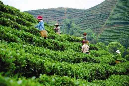 探究普洱茶叶条索的形状及其在普洱茶中的含义与品质详解