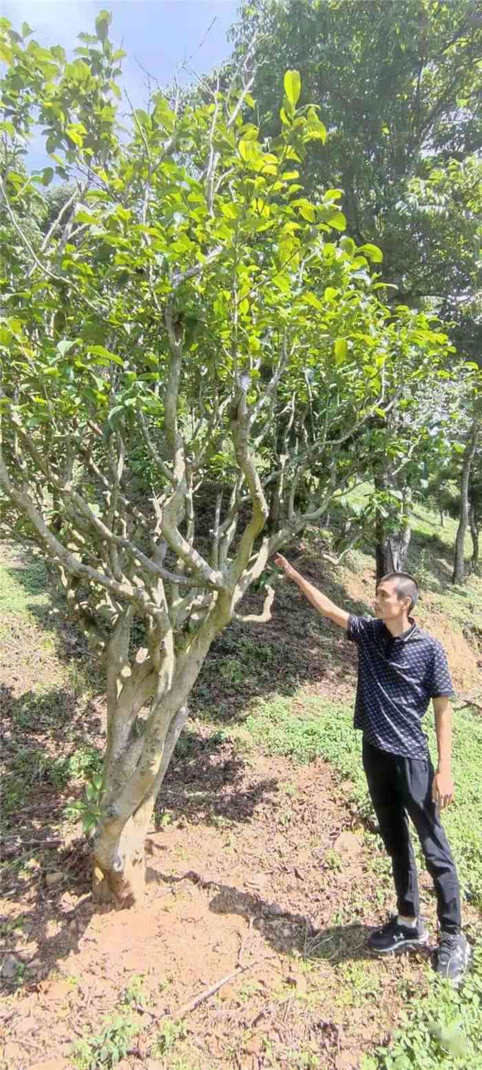 清水河山茶的特色与口感：品味大自然的独特馈赠