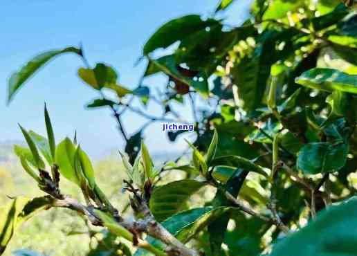 普洱茶薄荷塘：哪个茶山出产的？产地特点与品饮方法一览