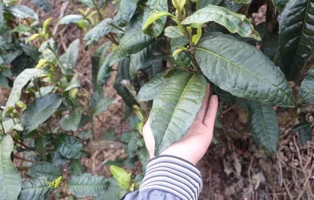 普洱茶的诞生与云南大叶种茶树的关系及其文化内涵