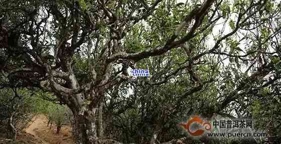 哀牢山古树普洱茶特点：好茶价格，老树口感，野生特点