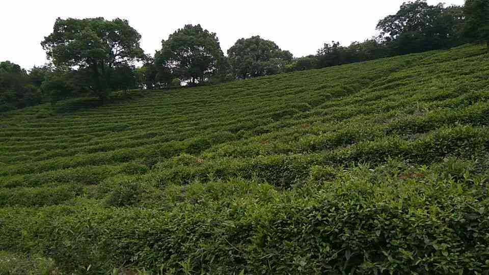 本山茶树品种详解：种类特点、生长环境与茶叶品质分析